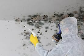 Best Mold Documentation for Insurance Claims in Moraga, CA